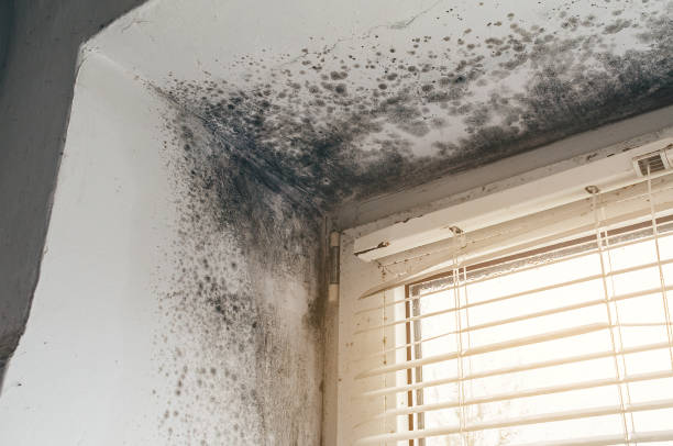 Affordable Mold Remediation solutions in Tewksbury, MA